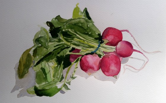 Radishes 1.jpg